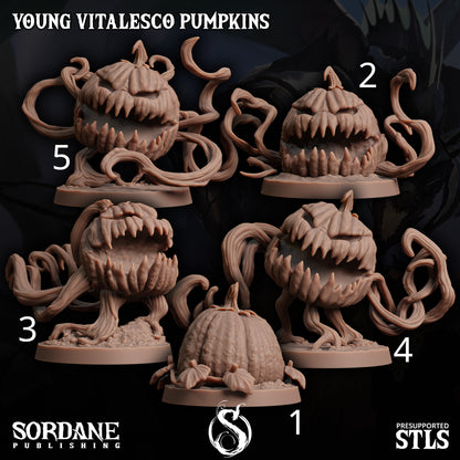 Young Vitalesco Pumpkin - Sordane Publishing