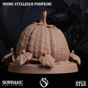 Young Vitalesco Pumpkin - Sordane Publishing | 28mm and 32mm | Wargaming | DnD | Tabletop Roleplaying